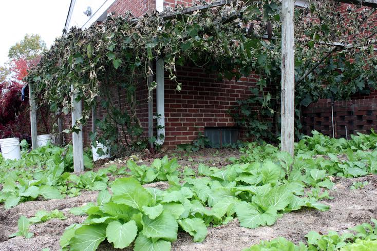 US-Amerikaner verkauft typisch vietnamesisches Gemüse