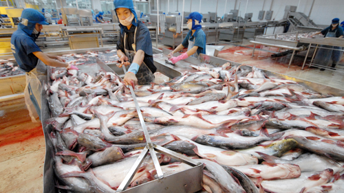 USA sinken Importszoll für Pangasius aus Vietnam