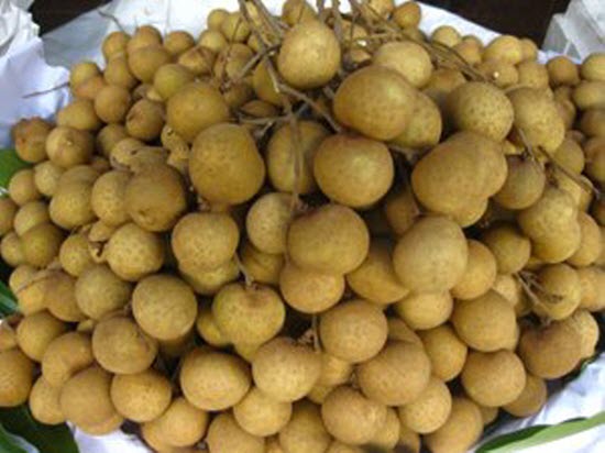 Longan-Bäume-Zucht dient der Neugestaltung ländlicher Räume in Hung Yen