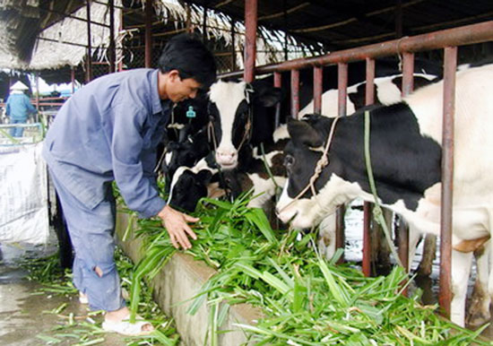 Vier Hochschulabsolventen starten Karriere mit Rinderfarm