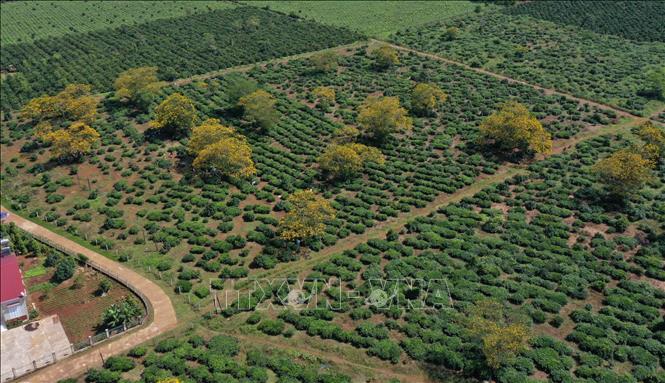 Festival von Röhren-Kassien in Gia Lai