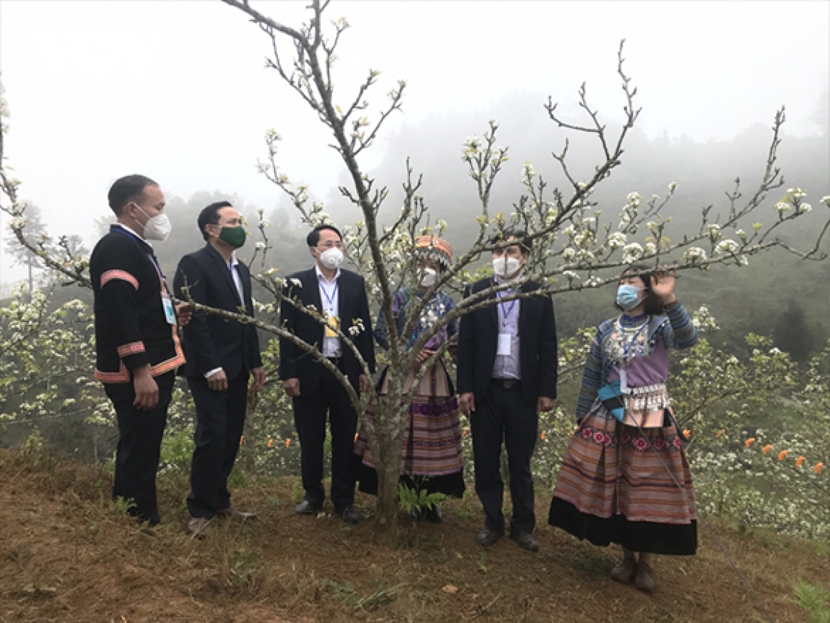 Pfirsichblüte-Festival in Si Ma Cai