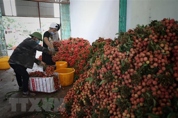 Unternehmern und Händlern aus China den Kauf von Litschi in Bac Giang erleichtern