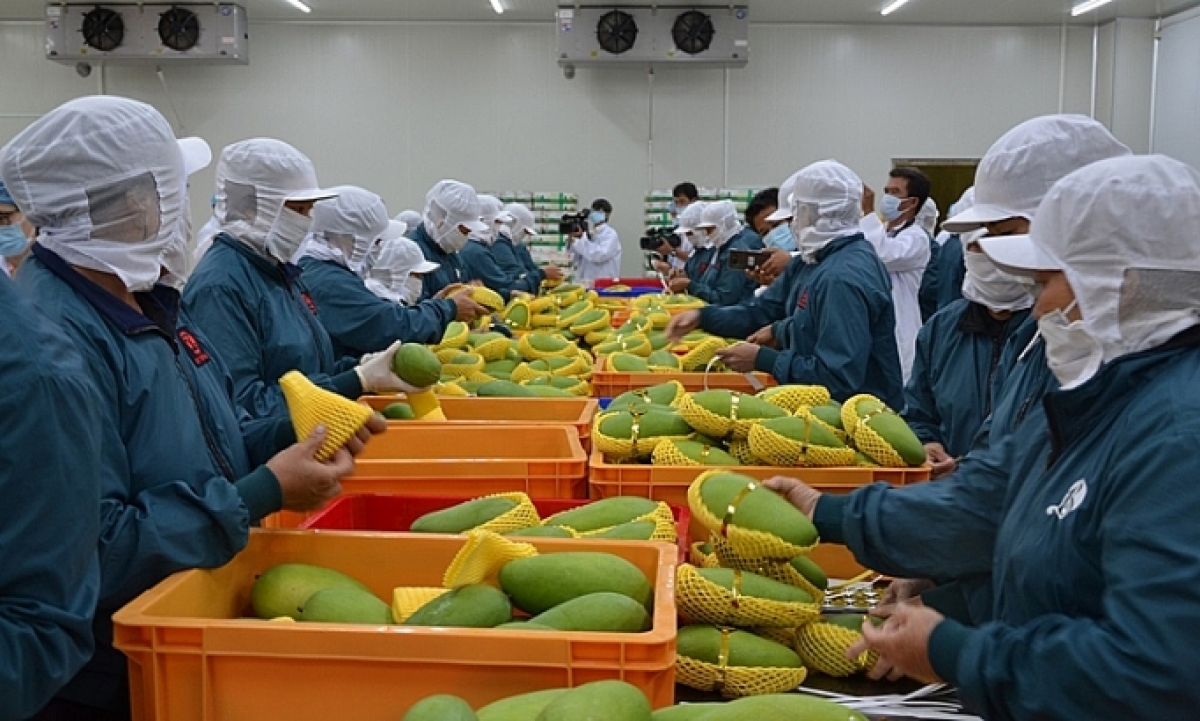 Förderung der Zusammenarbeit zwischen Vietnam und EU im Bereich der landwirtschaftlichen Produkte
