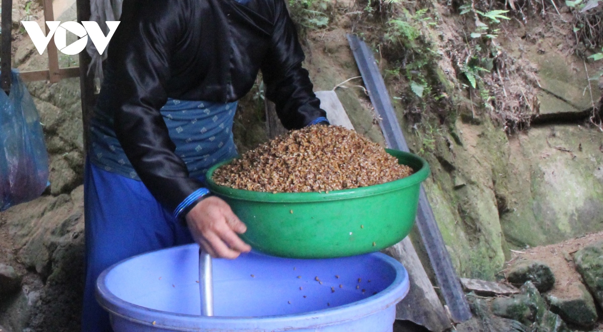 Schnaps Hang Chu – Spezialität aus der Bergregion Son La