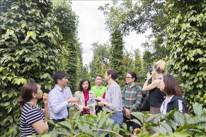 Förderung der nachhaltigen Produktion und des Handels von vietnamesischem Pfeffer
