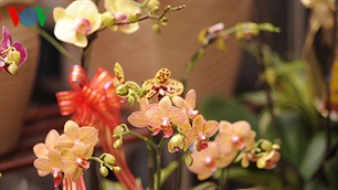 ท้องถิ่นทั่วประเทศจัดกิจกรรมต่างๆเพื่อต้อนรับตรุษเต๊ตปี2012