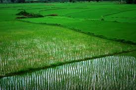 เวียดนามเข้าร่วมการประชุมสภาบริหารกองทุนระหว่างประเทศเพื่อพัฒนาการเกษตร