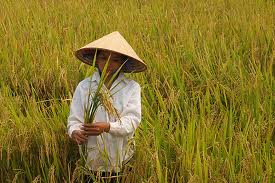 เวียดนามเข้าร่วมการสัมมนา APEC เกี่ยวกับความมั่นคงด้านอาหารในประเทศมาเลเซีย