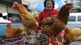 ไวรัสไข้หวัดนก H7N9 ไม่ติดต่อจากคนสู่คนในประเทศจีน