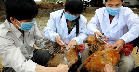 ผลักดันงานด้านการป้องกันโรคไข้หวัดนกสายพันธุ์ใหม่ H7N9