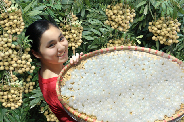 การส่งเสริมการปลูกลำไยพันธุ์พื้นเมืองในจังหวัดฮึงเอียน