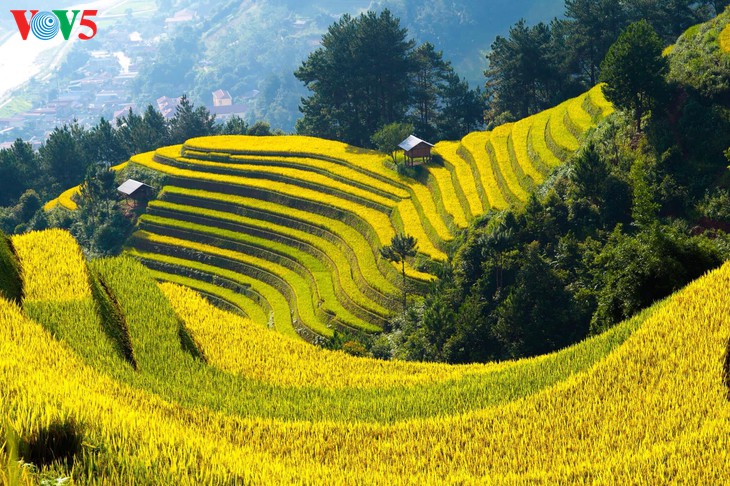 ความงามของหมู่กางฉายในฤดูเกี่ยวข้าว