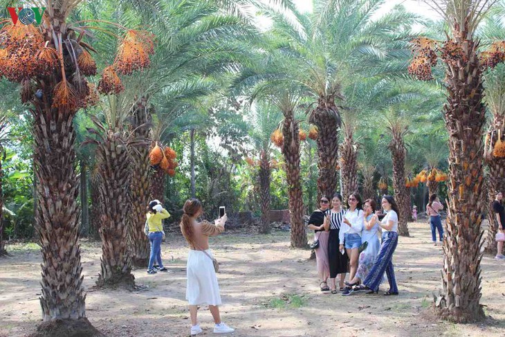 ความงามของสวนอินทผลัมหรือ Date Palm ที่ใหญ่ที่สุดในภาคตะวันตก