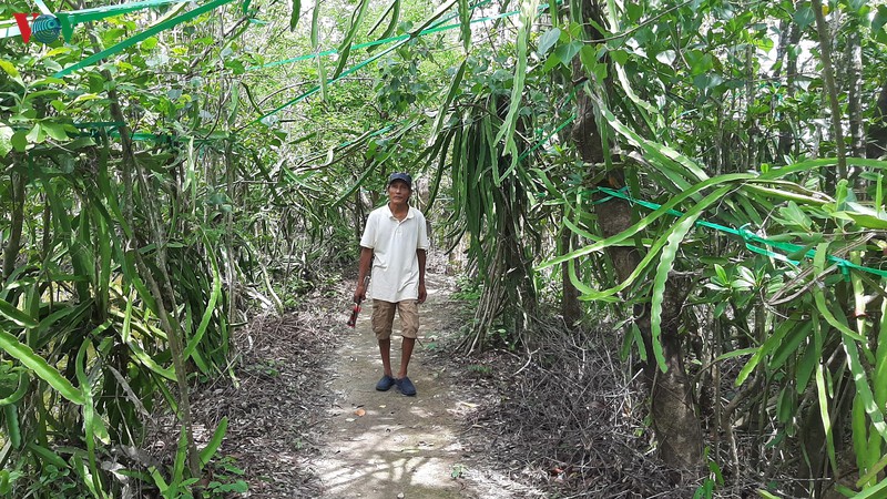 รูปแบบปลูก “แก้วมังกรร่วมกับต้นแสมทะเล หรือต้น  Avicennia marina Vierh” ที่จังหวัดก่าเมา