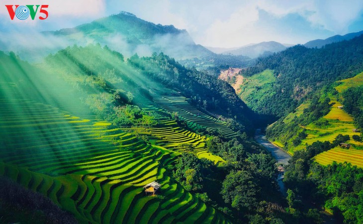 벼 익는 계절, 무 깡 차이 (Mù Căng Chải)의 웅장한 아름다움