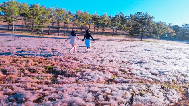 달랏의  분홍 잔디 마을