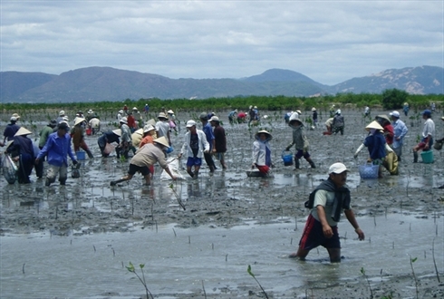 Посадка лесов на засоленных почвах для адаптации к климатическим изменениям