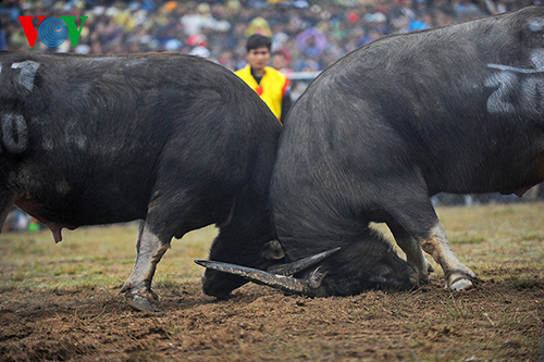 В Ханое впервые состоялись бои буйволов