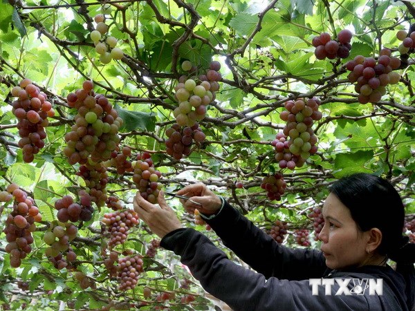 В провинции Ниньтхуан состоится международный винный фестиваль