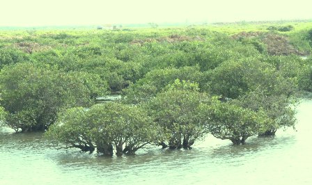 Реструктуризация экономики для борьбы с изменением климата в приморских провинциях Вьетнама