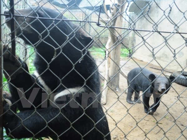 Вьетнам и США активизируют международное сотрудничество в защите диких животных