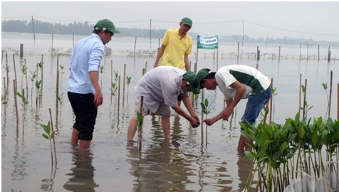 Вьетнам продолжает устойчивое развитие салончаковых лесов