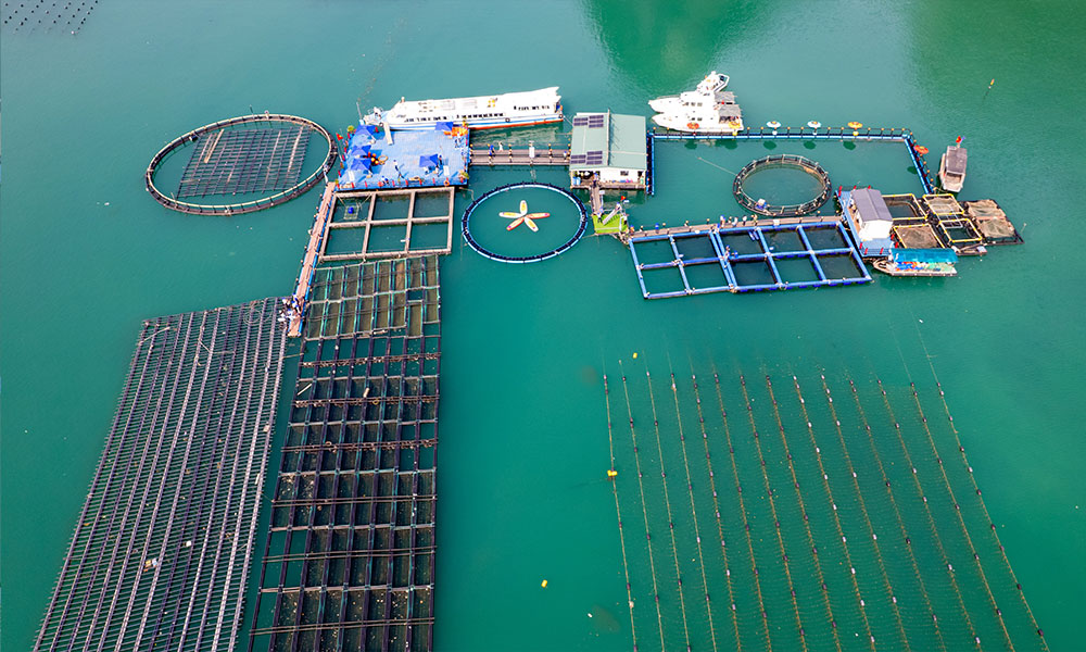 Quang Ninh: l’aquaculture s’adapte aux catastrophes naturelles