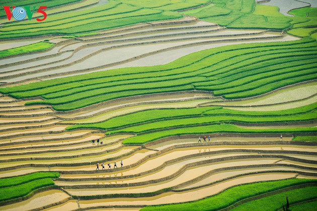Anegadas terrazas de arroz de Mu Cang Chai, una belleza particular