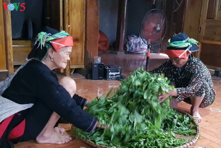 Cao Bo, mayor comuna de cultivo de té Shan Tuyet en Ha Giang