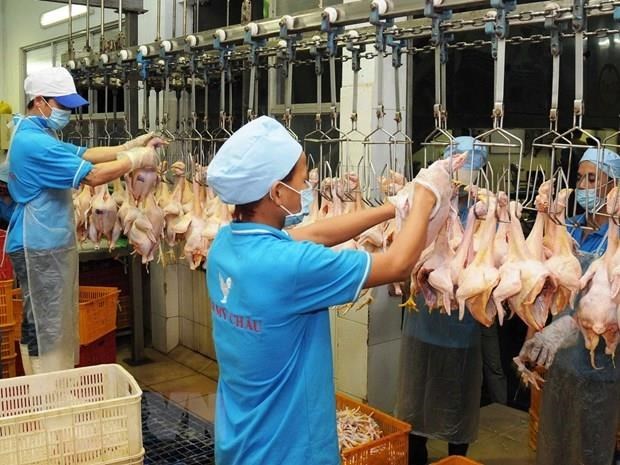 Vietnam exportará pollo procesado a Rusia
