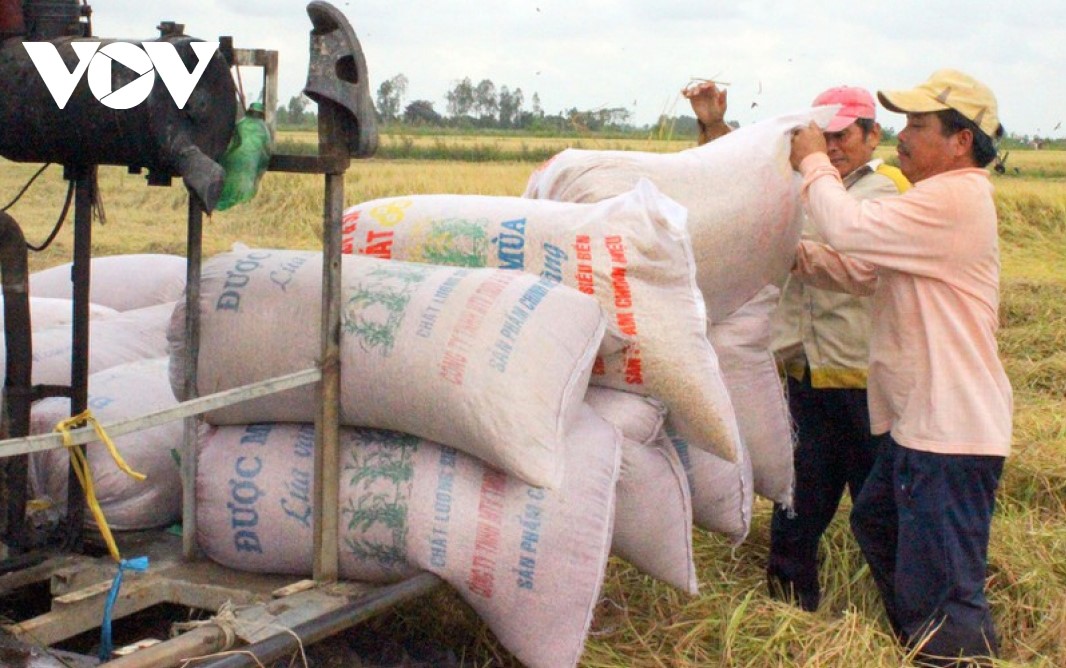 Vietnam exporta 6,15 millones de toneladas de arroz en 2020