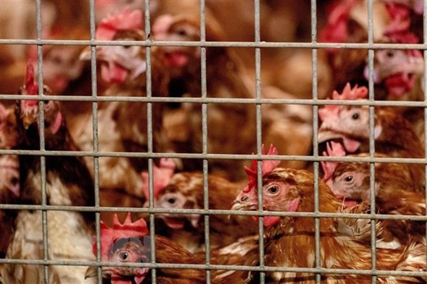OMS advierte sobre la posibilidad de transmisión de cepa H5N8 de gripe aviar al ser humano