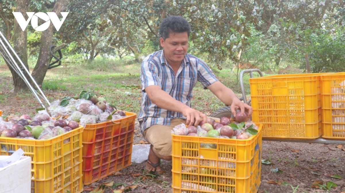 Refuerzan la cooperación para llevar caimitos morados vietnamitas al mercado estadounidense