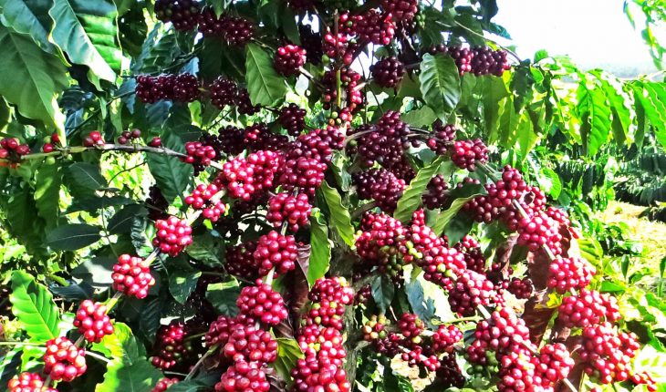 Construyen las marcas del café vietnamita