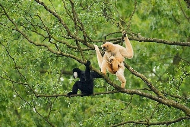 Le parc national de Pù Mat-réserve biosphérique mondiale