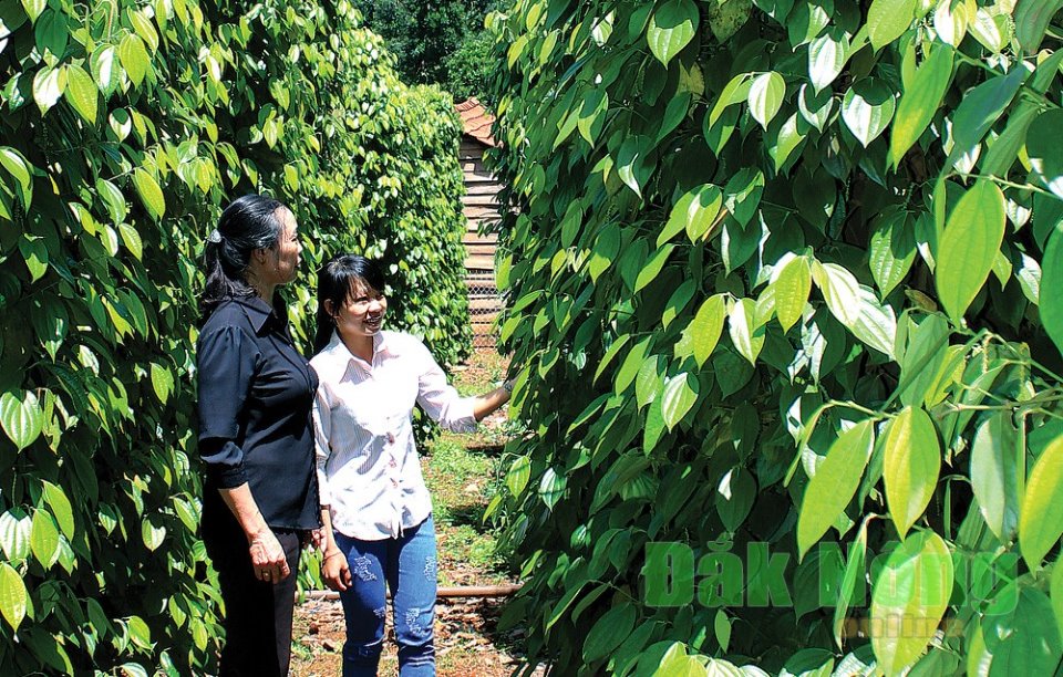 Le Vietnam ouvre son marché à terme agricole aux investisseurs étrangers