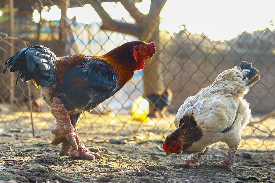 Le poulet Dông Tao fait la prospérité de Hung Yên