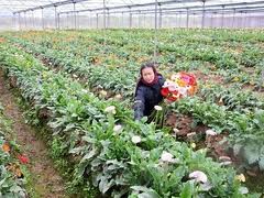 គណៈលេខាមជ្ឈឹមបក្សធ្វើការអំពីកម្មវិធីកសាងជនបទថ្មី