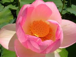 សកម្មភាពជាច្រើន ឆ្ពោះទៅ Festival Hue 2012 ត្រូវបានចាប់ផ្តើម​​​