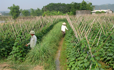 ខេត្ត Bac Ninh ខំប្រឹងប្រែងមកដល់គោលដៅយ៉ាងឆាប់ៗ​ក្នុងការក​សាងជនបទថ្មី