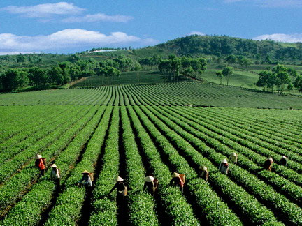 ខេត្ត Lam Dong បង្កើនអធិបតេយ្យភាពក្នុងការកសាងជនបទថ្មី