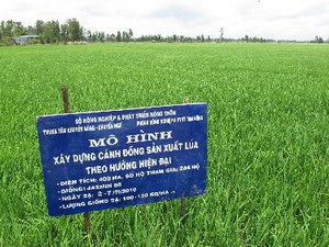 ជំរុញខ្លាំងការអភិវឌ្ឍន៍រូបសណ្ឋាន” វាលស្រែធំ”ក្នុងផលិតកម្ម កសិកម្ម