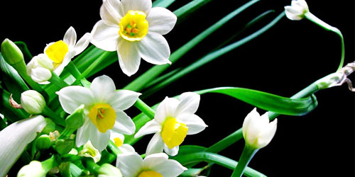 ការលេងផ្កា Narcisse ក្នុងបុណ្យតេត