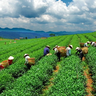 ឆ្នាំ២០១៣ផ្នែកតែវៀតណាមលើកកំពស់គុណភាពផលិតផល