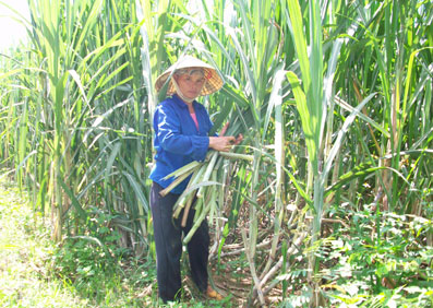 កម្មវិធីអភិវឌ្ឍន៍អង្គការសហប្រជាជាតិជួយឧបត្ថម្ភវៀតណាមកាត់បន្ថយភាពក្រីក្រ