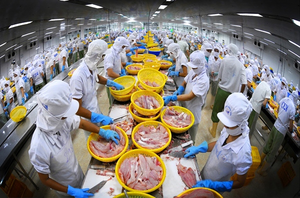 WB ផ្តល់ជំនួយ៦,៥លានដុល្លារអាមេរិកសំរាប់មុខរបរនេសាទត្រីវៀតណាម