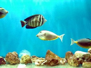 វៀតណាមនិងរុស្ស៊ីសហប្រតិបត្តិការស្រាវជ្រាវប្រភពប្រយោជន៍សត្វសមុទ្រ