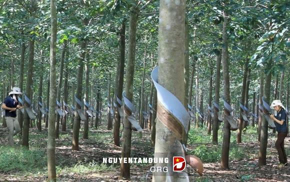 សម្ព័ន្ធក្រុមហ៊ុនកៅស៊ូវៀតណាមបន្តអនុវត្តបណ្ដាគំរោងការណ៍នៅឡាវនិងកម្ពុជា