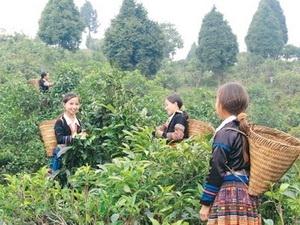 YEN BAI បណ្ដុះបណ្ដាលកម្មាភិបាលសំរាប់កម្មវិធីកសាងជនបទថ្មី